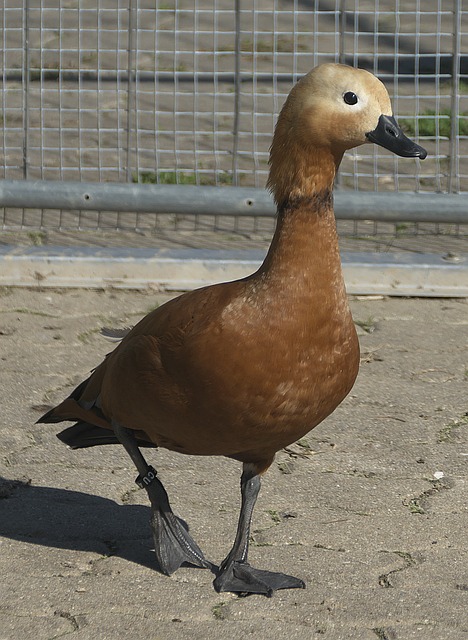 行为